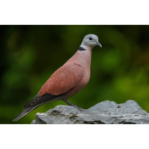 Streptopelia tranquebarica