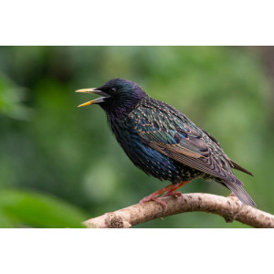 Sturnus vulgaris