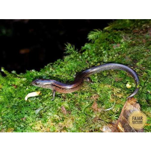 Subdoluseps bowringii