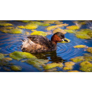 Tachybaptus ruficollis