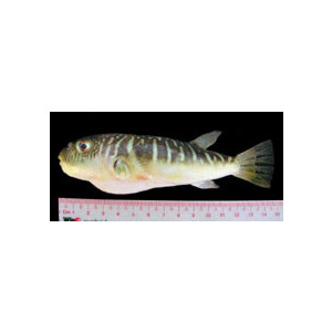 Takifugu oblongus