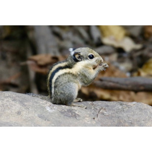 Tamiops macclellandi