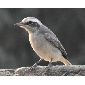 Tephrodornis pondicerianus