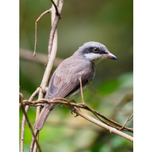 Tephrodornis virgatus