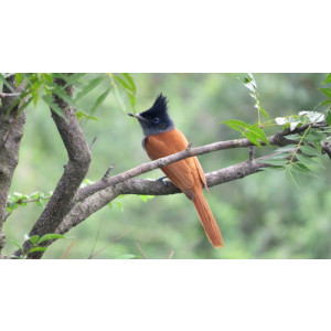 Terpsiphone paradisi