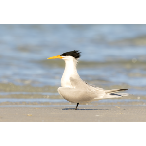 Thalasseus bengalensis