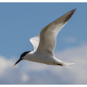 Thalasseus sandvicensis