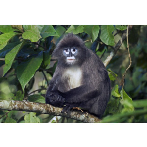 Trachypithecus phayrei