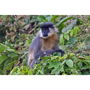 Trachypithecus pileatus