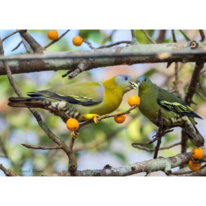 Treron phoenicopterus