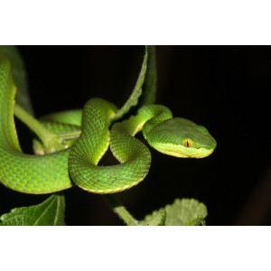 Trimeresurus albolabris