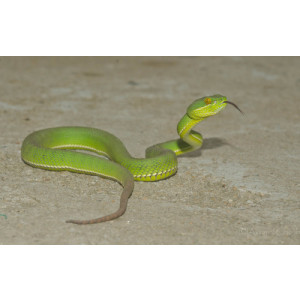 Trimeresurus erythrurus