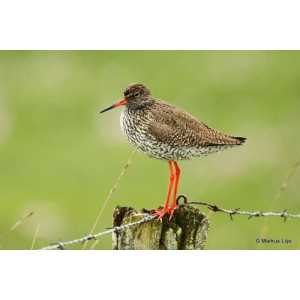 Tringa totanus