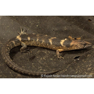 Tropidophorus assamensis