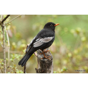 Turdus boulboul
