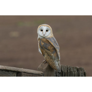 Tyto alba