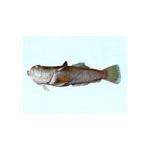 Uranoscopus cognatus