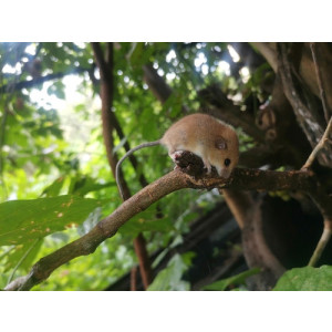 Vandeleuria oleracea