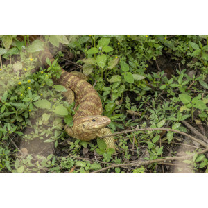 Varanus flavescens