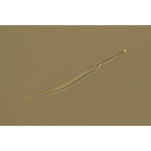 Zenarchopterus ectuntio