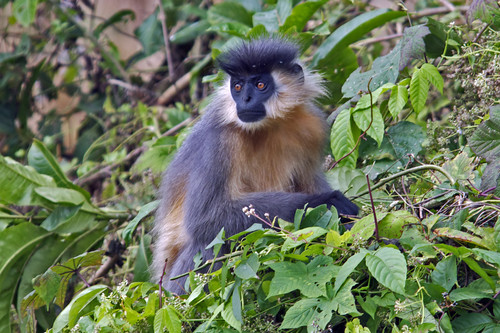 Trachypithecus pileatus
