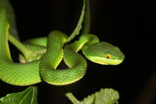 Trimeresurus albolabris