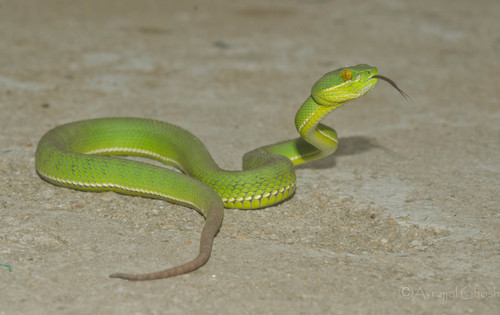 Trimeresurus erythrurus