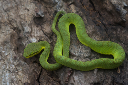 Trimeresurus gramineus