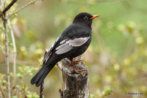 Turdus boulboul