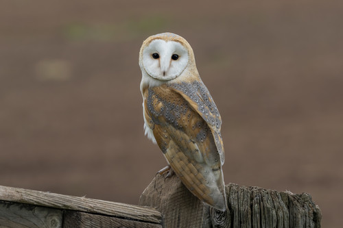 Tyto alba