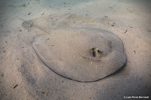 Urogymnus asperrimus