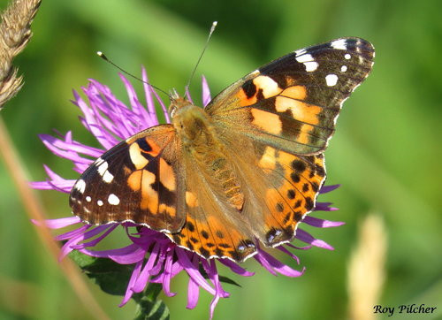 Vanessa cardui