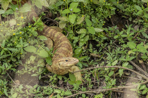 Varanus flavescens