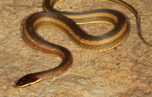 Xenochrophis cerasogaster