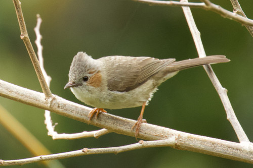 Yuhina castaniceps