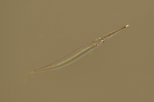 Zenarchopterus ectuntio