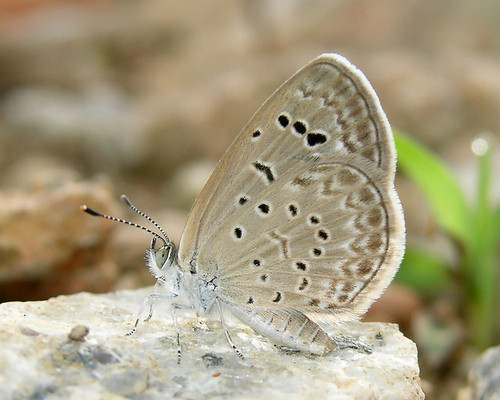 Zizeeria karsandra